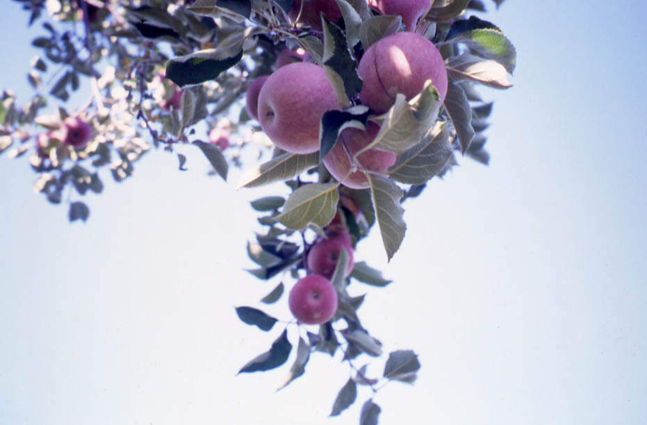 skye-parrott-apples-gardiner-ny-2008